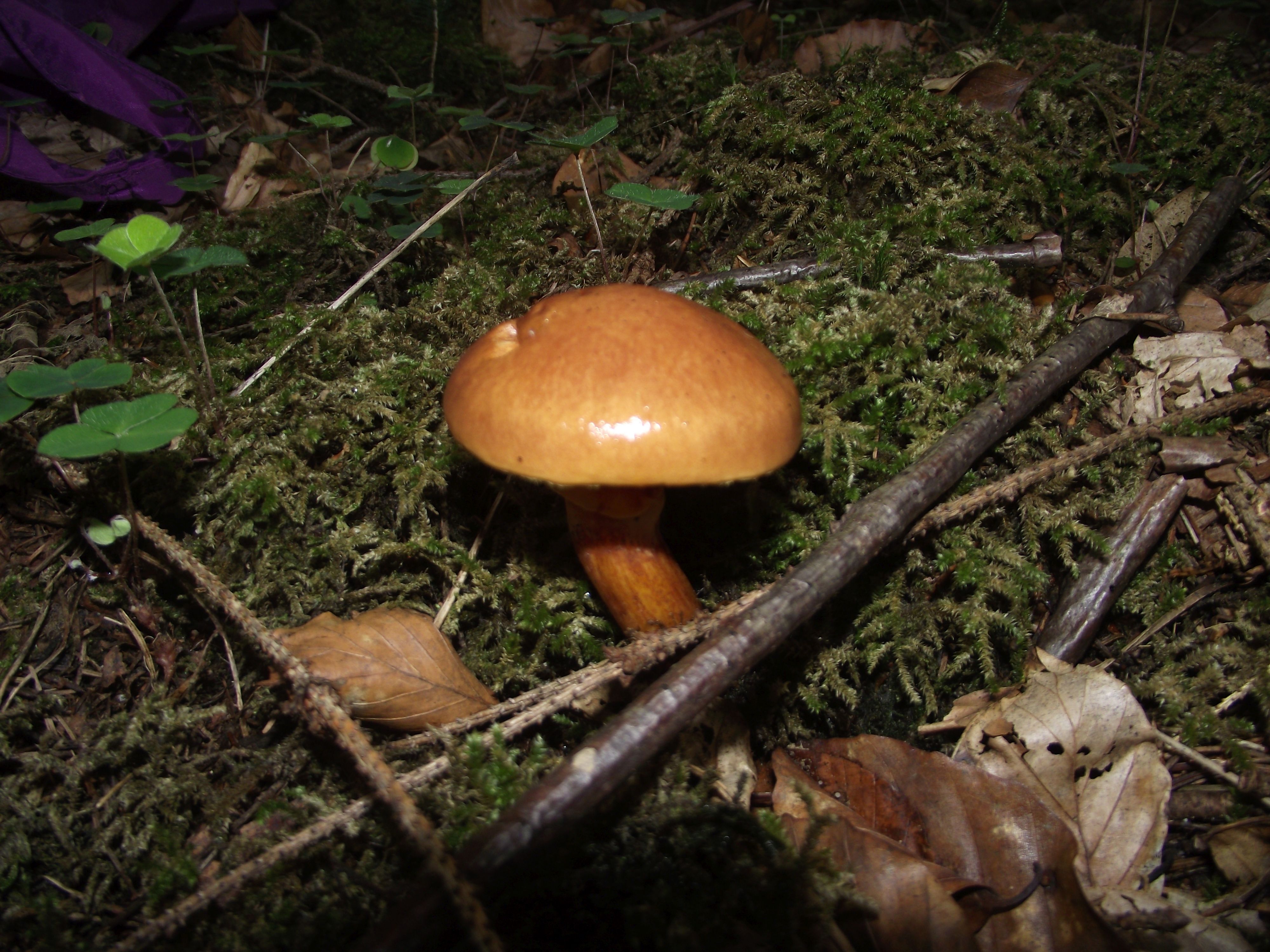 Goldgelber Lärchen-Röhrling